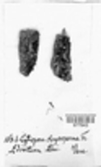 Cytospora chrysosperma image